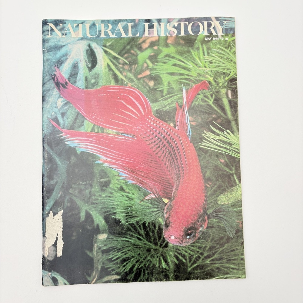 Vintage 1978 Natural‎ History Magazine May Siamese Fighting Fish Softcover USA